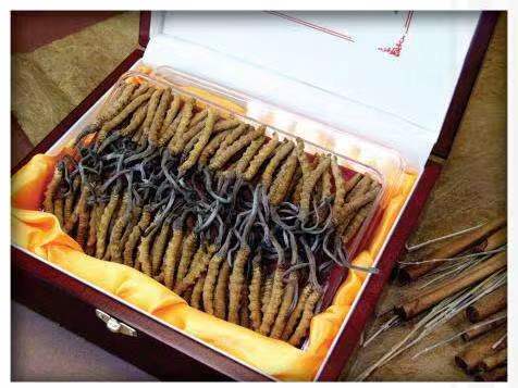 新沂冬虫夏草回收